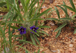 Image of Carpet flower