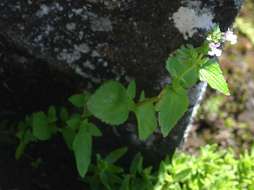 صورة Nemesia zimbabwensis Rendle