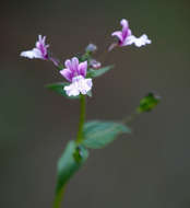 صورة Nemesia zimbabwensis Rendle