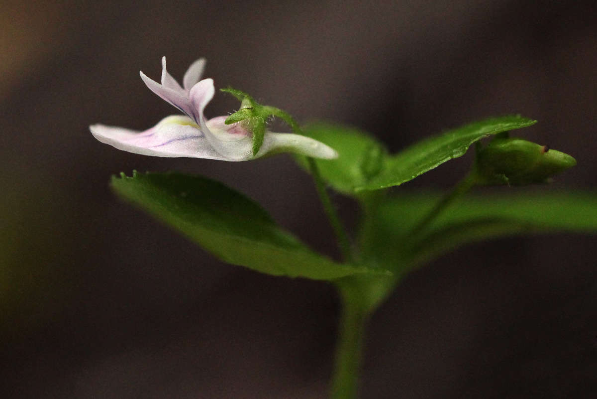 صورة Nemesia zimbabwensis Rendle