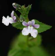 صورة Nemesia zimbabwensis Rendle