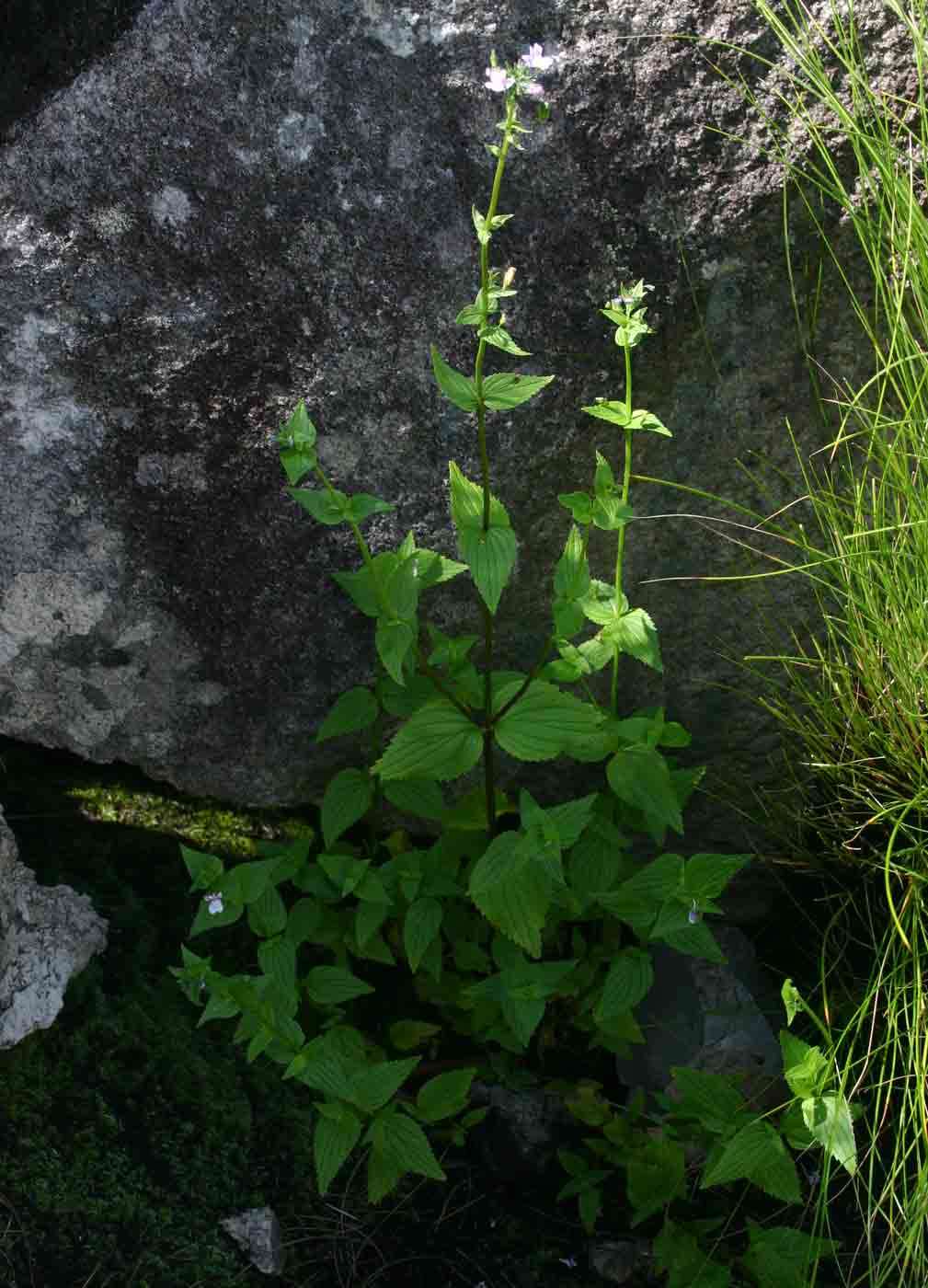 صورة Nemesia zimbabwensis Rendle