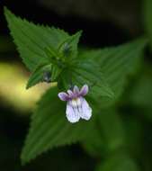 صورة Nemesia zimbabwensis Rendle