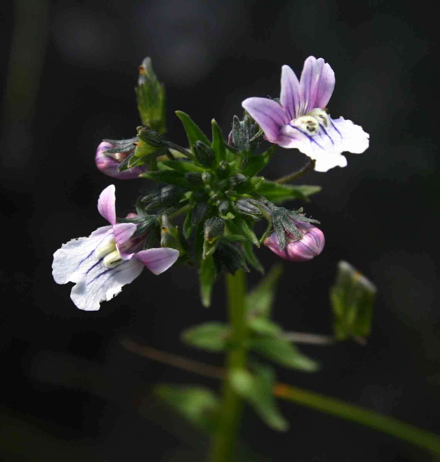 صورة Nemesia zimbabwensis Rendle