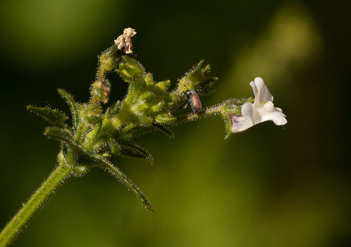 صورة Nemesia zimbabwensis Rendle