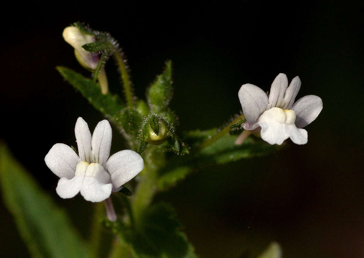 صورة Nemesia zimbabwensis Rendle