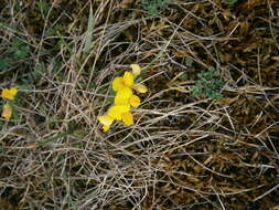 Image of Common Bird's-foot-trefoil