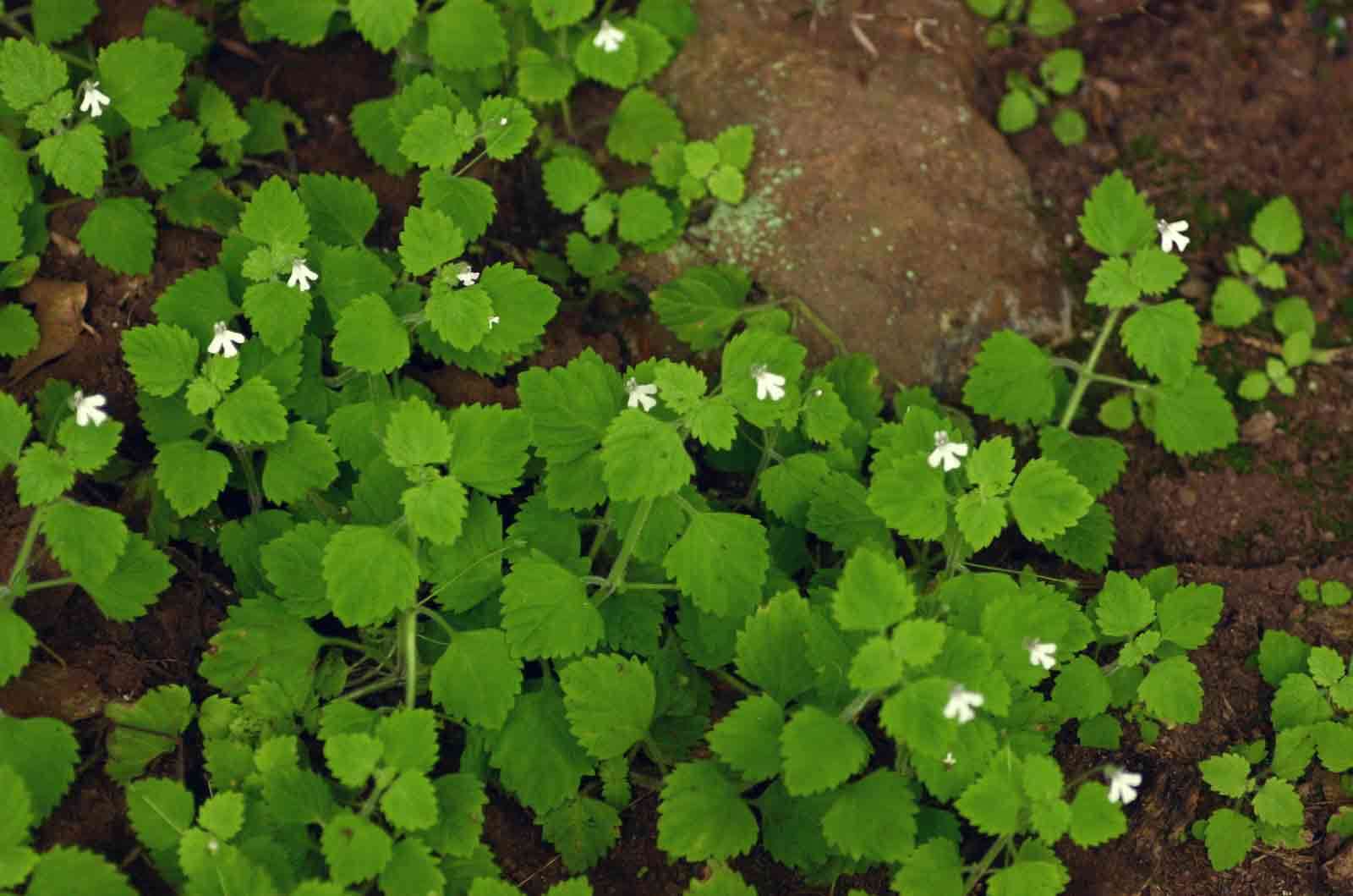 Image of Diclis tenella Hemsl.