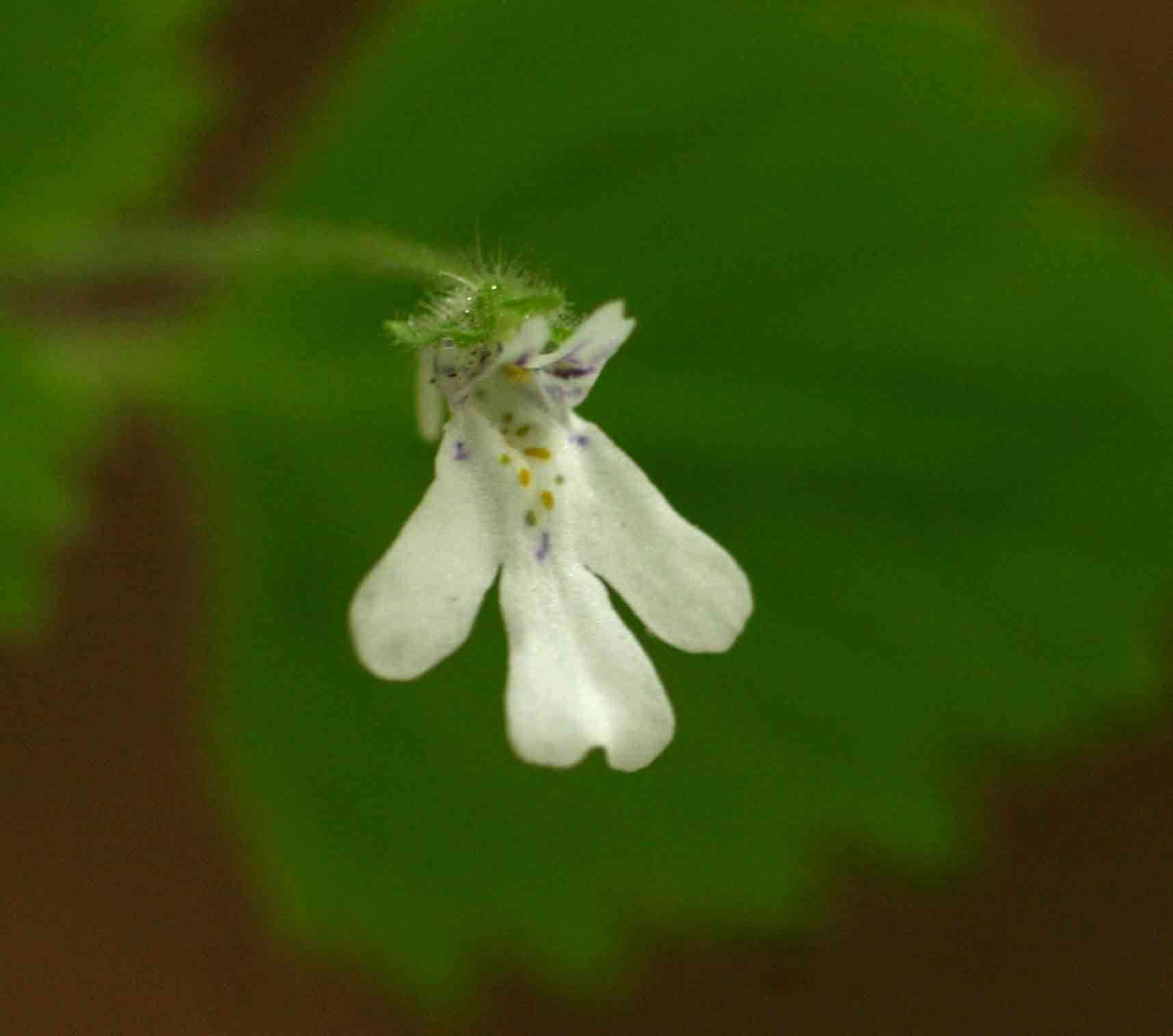 Image of Diclis tenella Hemsl.