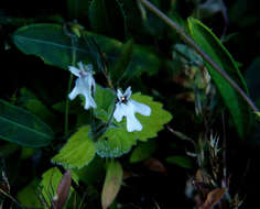 Image of Diclis tenella Hemsl.