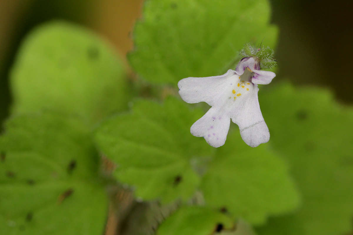 Image of Diclis tenella Hemsl.