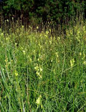 Image of plantain family