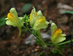 Image of plantain family