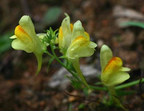 Image of plantain family