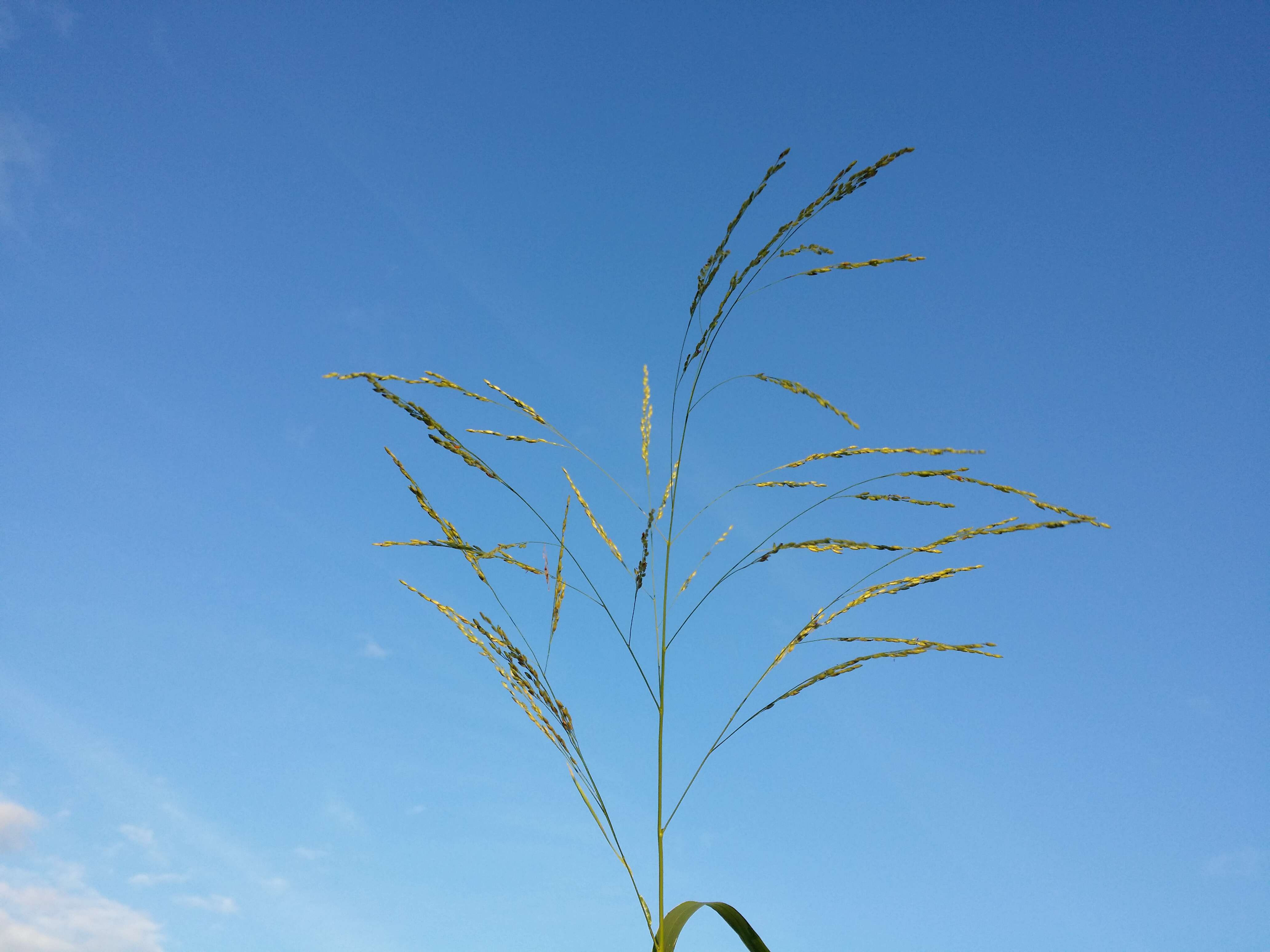 Panicum dichotomiflorum Michx. resmi