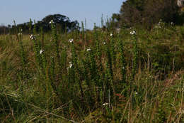 Image of Jamesbrittenia