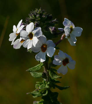 Image of Jamesbrittenia