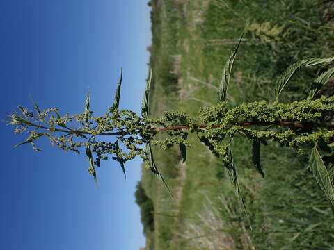 Слика од Urtica gracilis subsp. gracilis