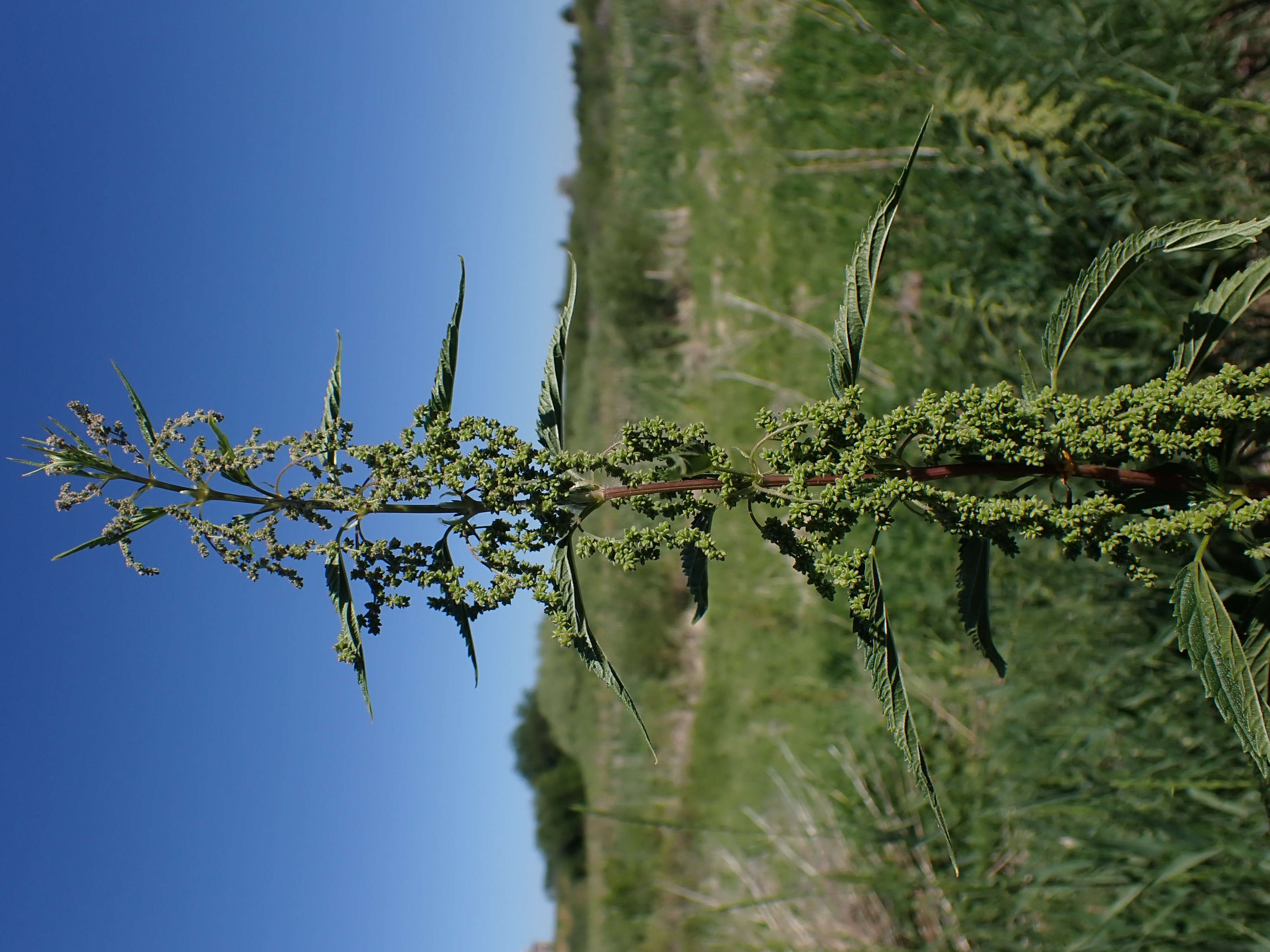 Слика од Urtica gracilis subsp. gracilis