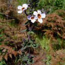 Слика од Jamesbrittenia carvalhoi (Engl.) O. M. Hilliard