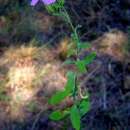 Image of Jamesbrittenia grandiflora (Galpin) O. M. Hilliard