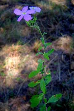 Image of Jamesbrittenia grandiflora (Galpin) O. M. Hilliard