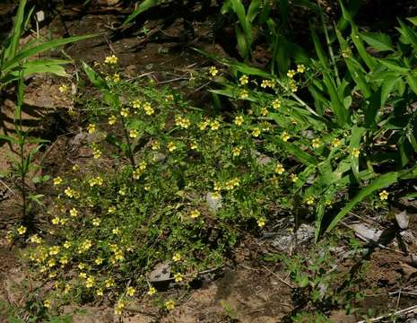 Image of Jamesbrittenia micrantha (Klotzsch) O. M. Hilliard