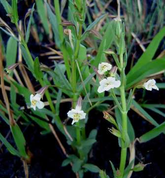 Plancia ëd Mimulus