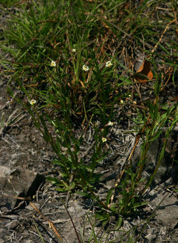 Plancia ëd Mimulus