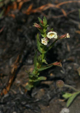 Plancia ëd Mimulus