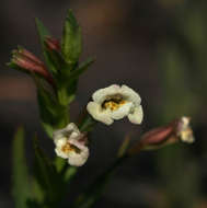 Plancia ëd Mimulus