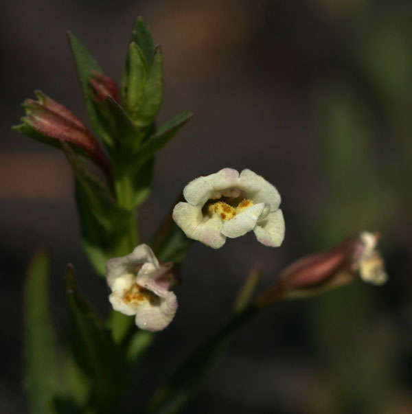 Image of Monkey Flower