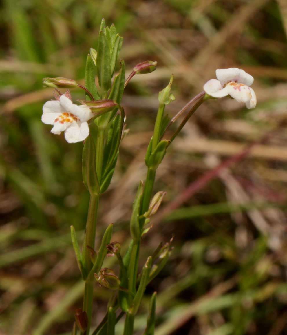 Plancia ëd Mimulus