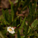 Image of Mimulus gracilis R. Br.