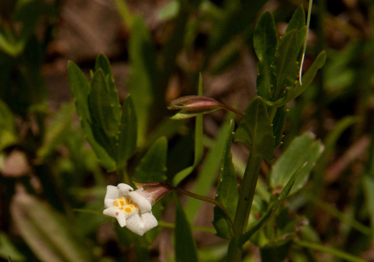 Image of Monkey Flower