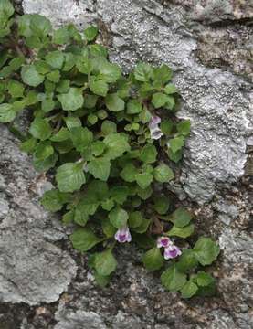 Image of Stemodiopsis rivae Engl.