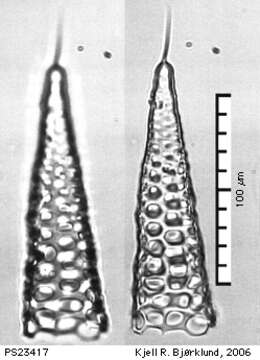 Image of Cornutella profunda Ehrenberg 1856