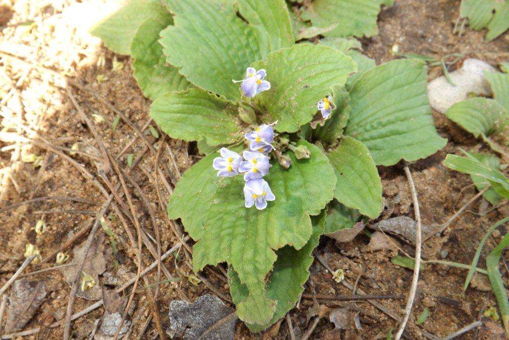 Image de Craterostigma pumilum Hochst.