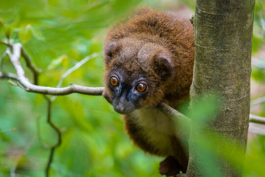 Image of Red-bellied Lemur