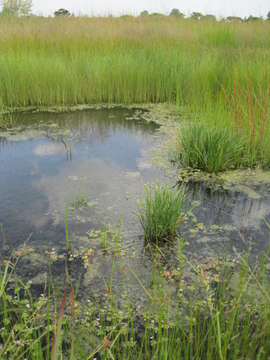 Image of Lindernia conferta (Hiern) D. Philcox