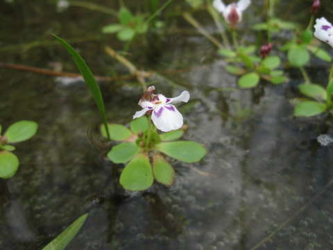 Image of Lindernia conferta (Hiern) D. Philcox