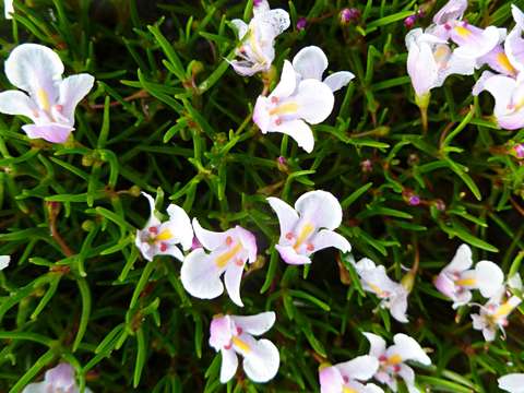 Image of Lindernia monroi (S. Moore) Eb. Fischer