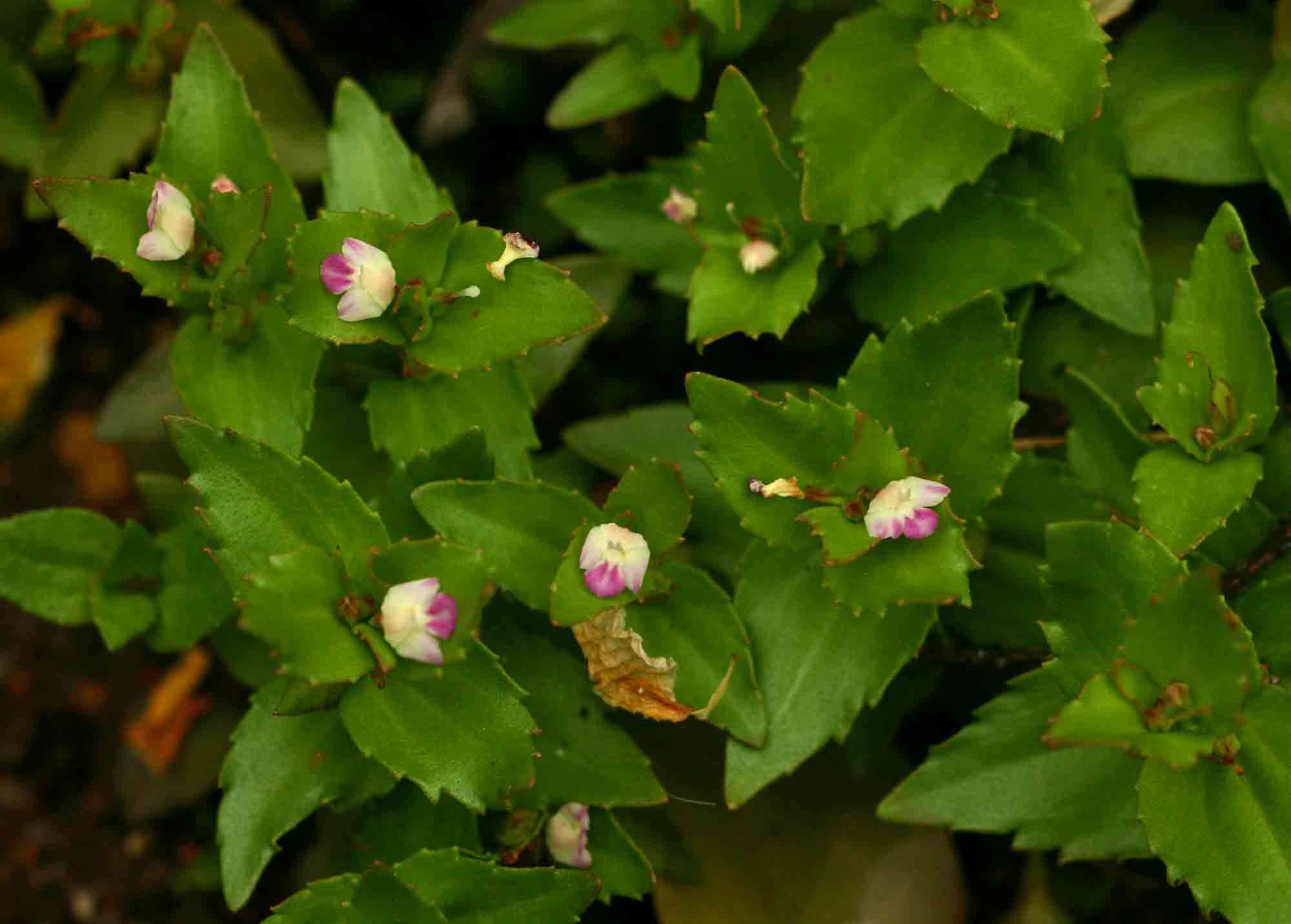 Image of Linderniella