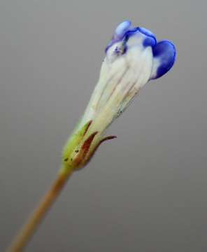 Image de Lindernia parviflora (Roxb.) Haines