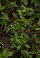 Image of Lindernia parviflora (Roxb.) Haines