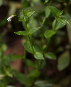 Image of Lindernia parviflora (Roxb.) Haines