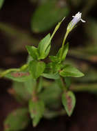 Image of Lindernia parviflora (Roxb.) Haines