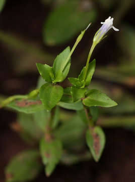 Image de Lindernia parviflora (Roxb.) Haines