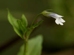 Image de Lindernia parviflora (Roxb.) Haines