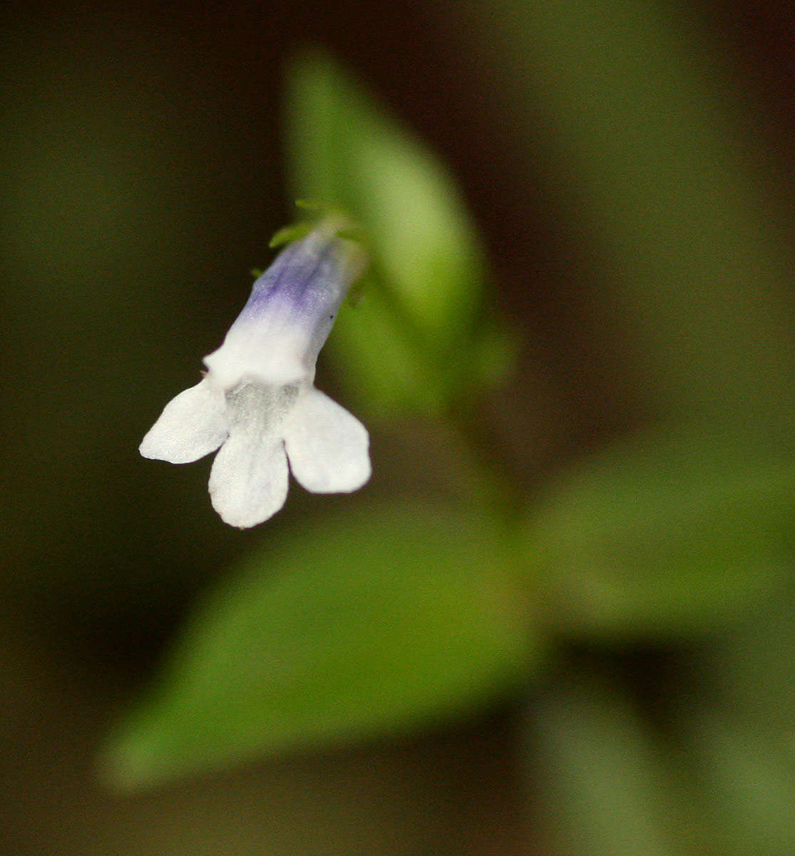 Image de Lindernia parviflora (Roxb.) Haines
